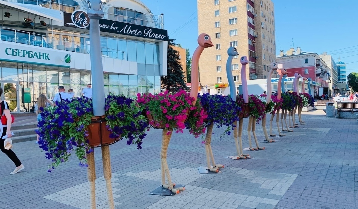 В Курске 11 легендарных фигур цветочных страусов с Ленина переедут в парк  Дзержинского | ИА Край