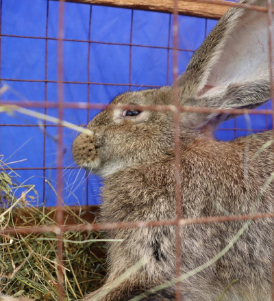 В Курске пройдет выставка «Курское подворье»