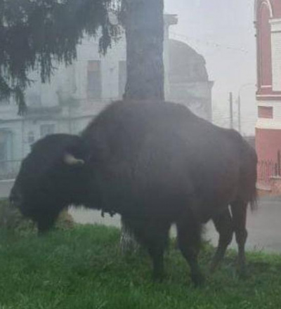 Окружной прокурор внёс представление директору цирка в Курске за условия содержания животных