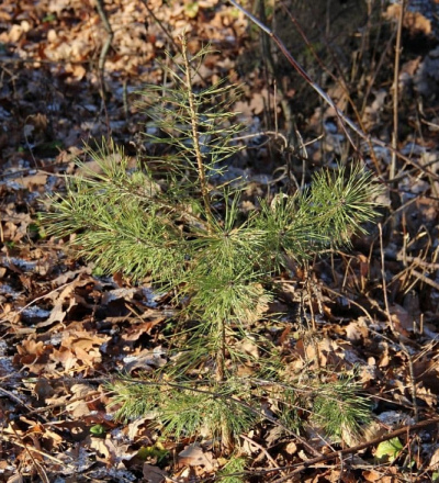 В Курской области продлен срок действия ограничений на пребывание граждан в лесах и въезд в них машин