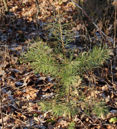 Курянам вынесено 11 постановлений за нарушения в условиях действия особого противопожарного режима