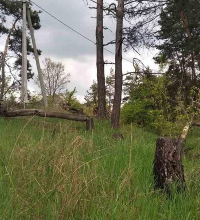 В Курске 1 июля в 12:00 в Поповском лесу состоится субботник