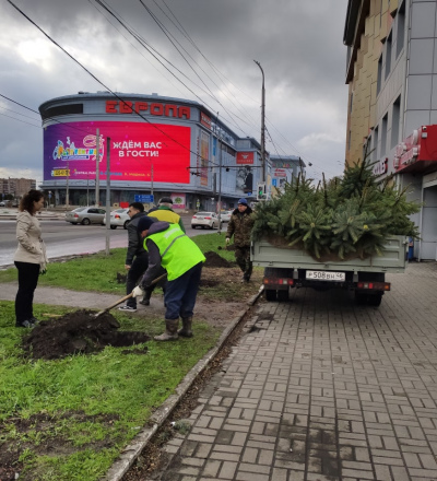 В центре Курска высаживают голубые ели
