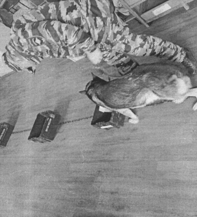 Курянина осудили на пять лет за наркотическое вещество из США