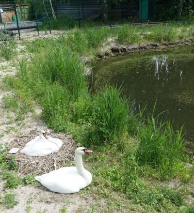 В курчатовском парке птиц у лебединой пары появились три птенца