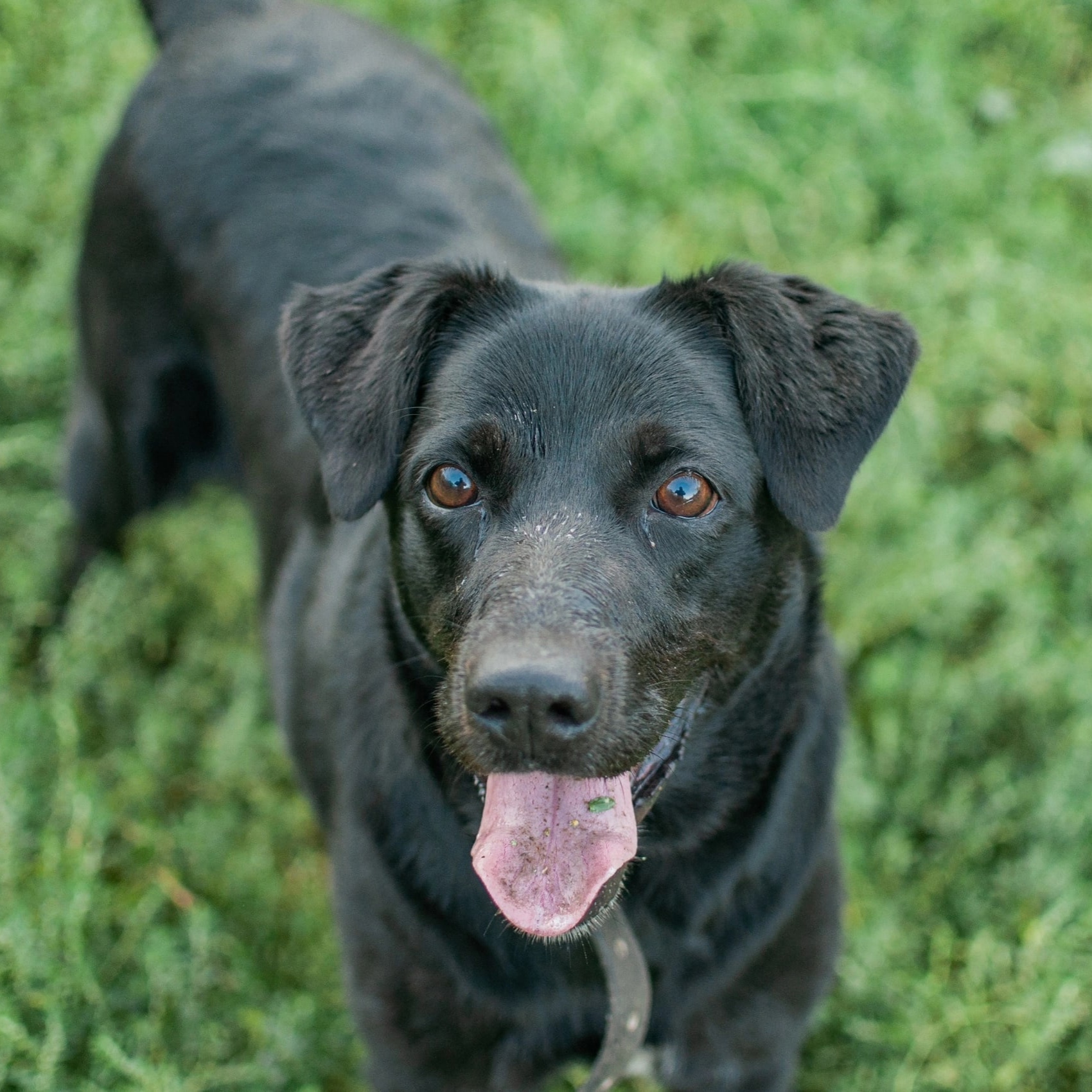 Курские зоозащитники выступили против принятия закона об эвтаназии животных