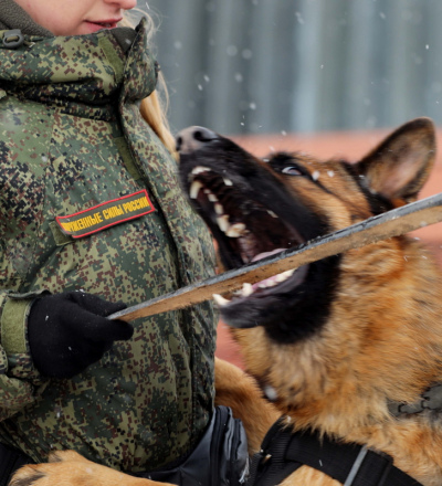 В Курской области появится центр тактической ветмедицины для собак, пострадавших в зоне проведения СВО