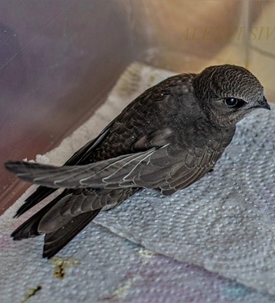 Курский фотограф спас стрижонка, которого перенаправят в Краснодарский край к другим стрижам