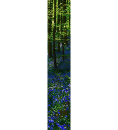 В Курской области с 24 июля продлеваются ограничительные меры на пребывание граждан в лесах